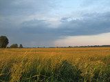 Krajobraz Pradoliny Bzury-Neru 